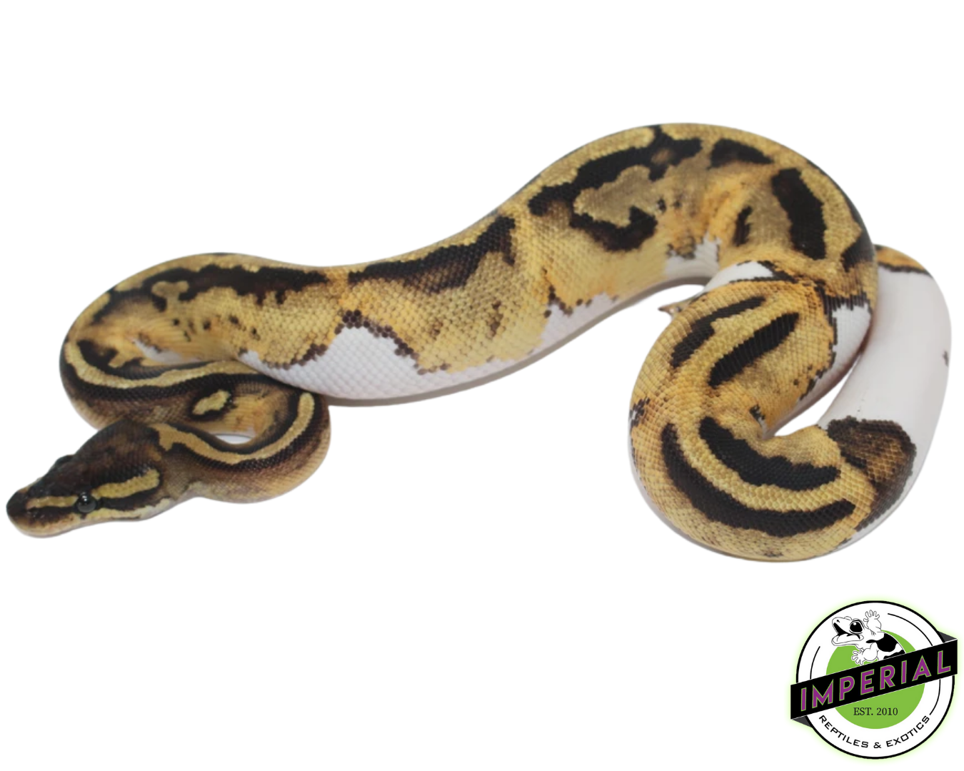 Pastel Pied (High Pattern)