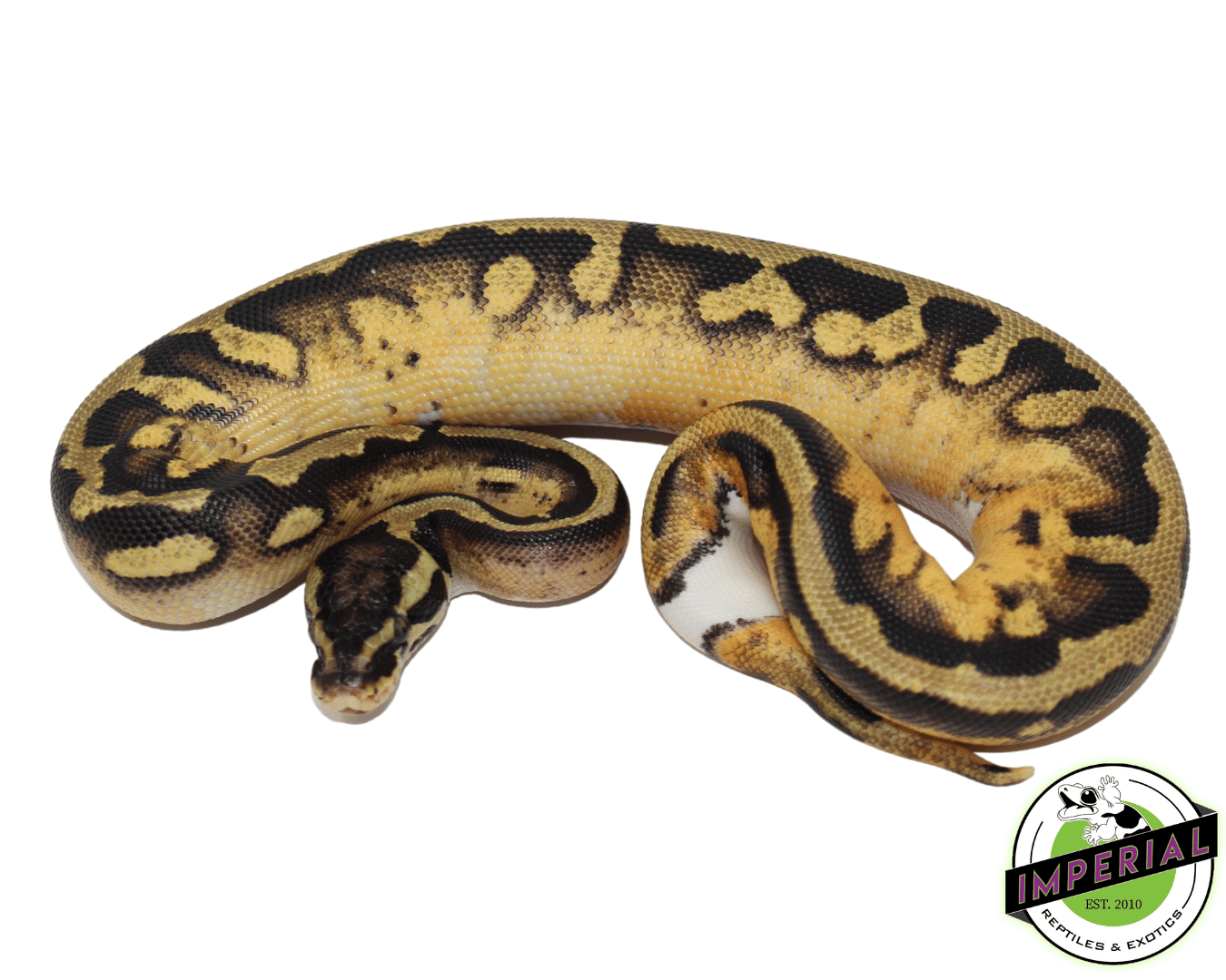 Pastel Pied (High Pattern) — image 2