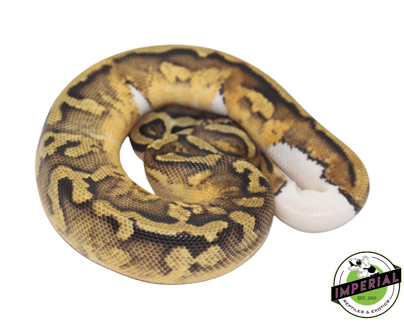 Pastel Pied (High Pattern) — image 3