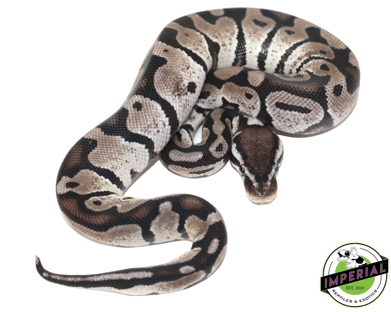 Pastel (VPI) Axanthic Ball Python — image 2