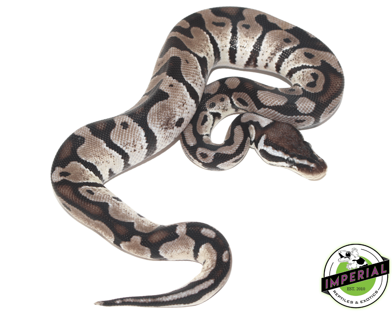 Pastel (VPI) Axanthic Ball Python