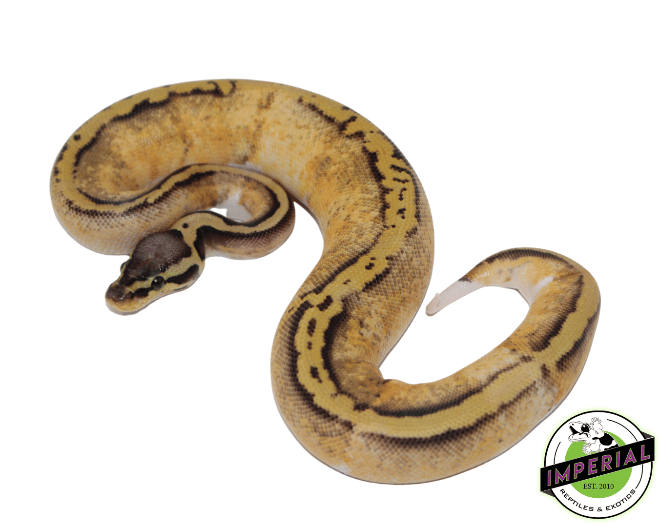 Pastel Yellowbelly Pied Ball Python