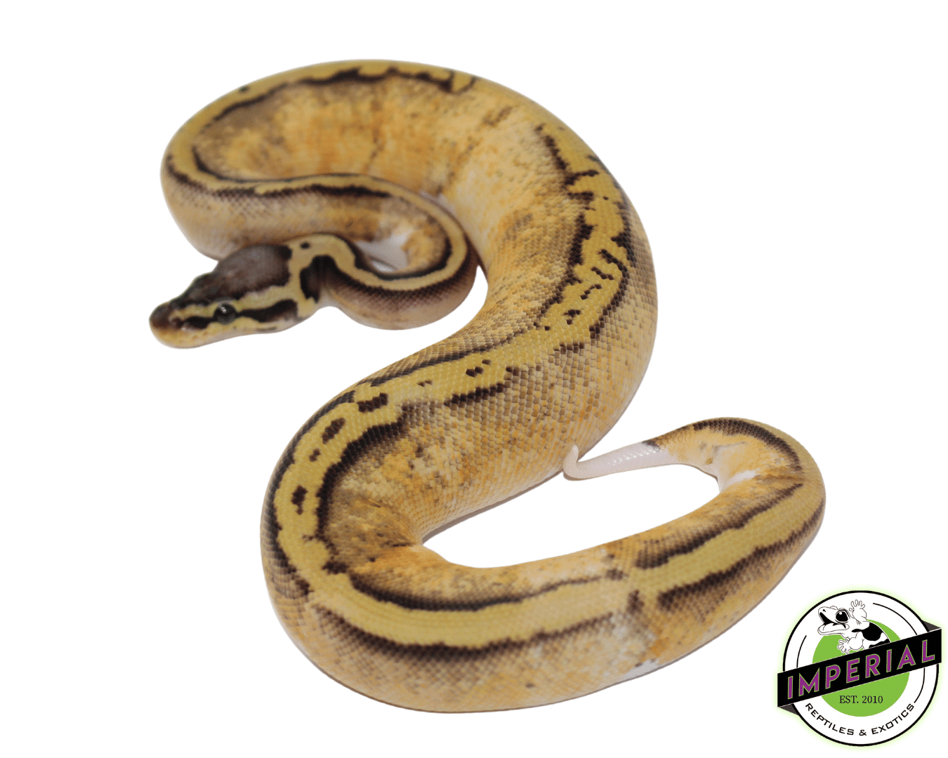 Pastel Yellowbelly Pied Ball Python — image 2