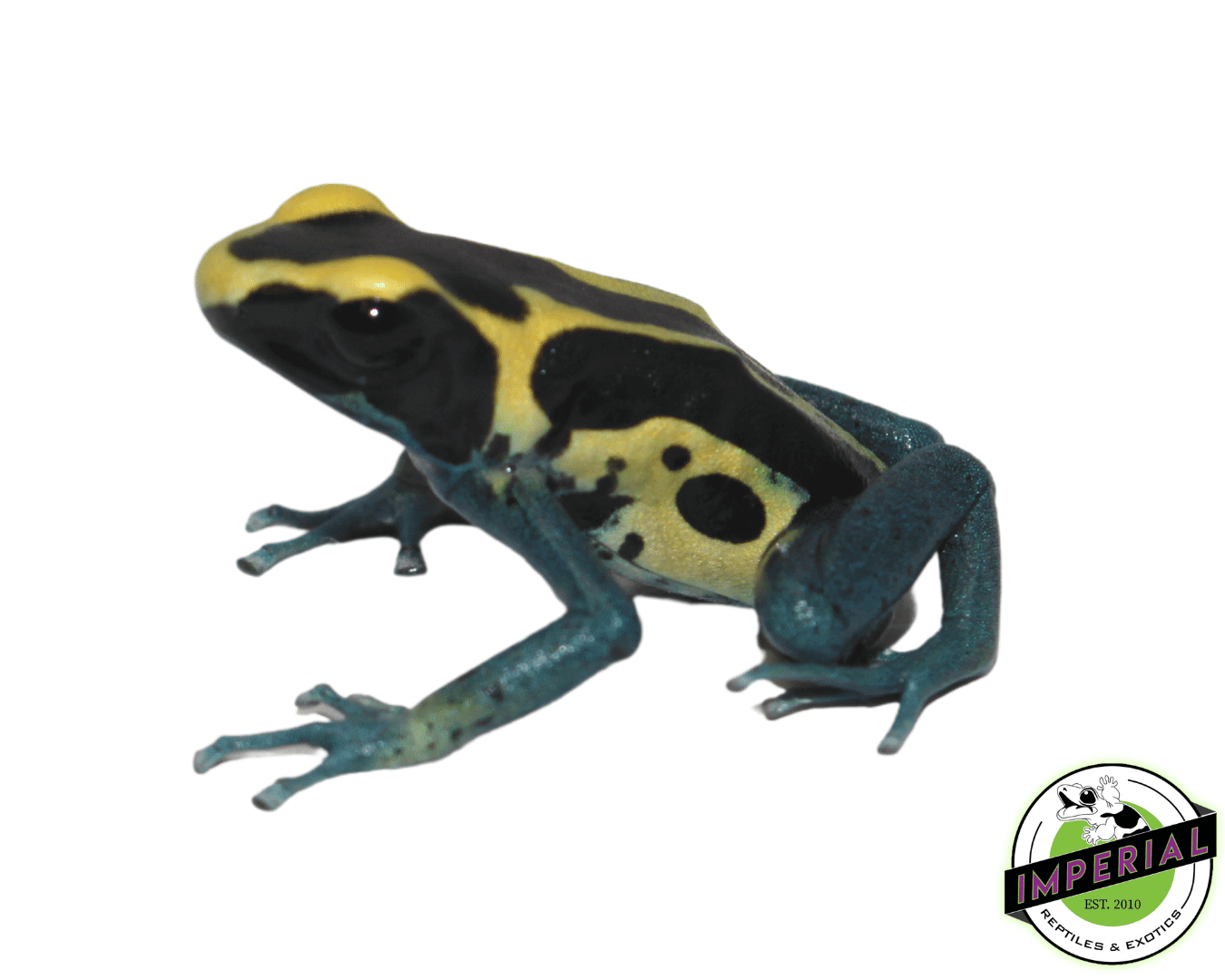 Patricia Dart Frog (Dendrobates tinctorius)