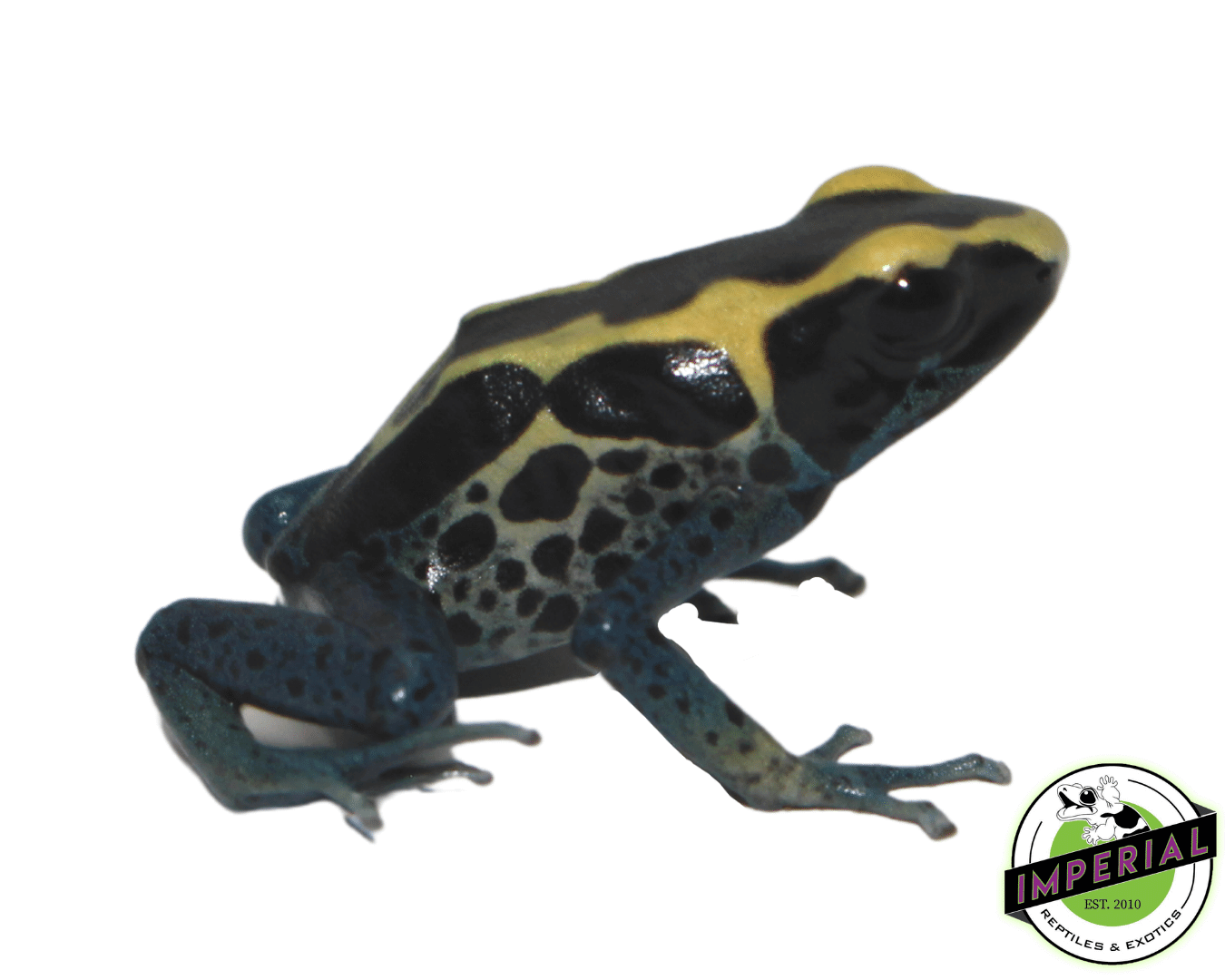 Patricia Dart Frog (Dendrobates tinctorius) — image 2