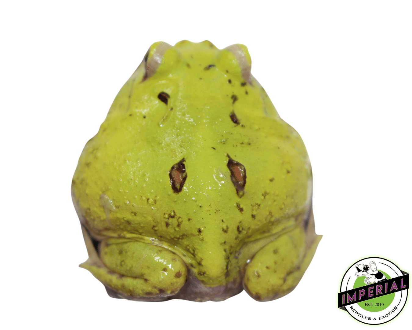 Patternless Green Booger PacMan Frog — image 2