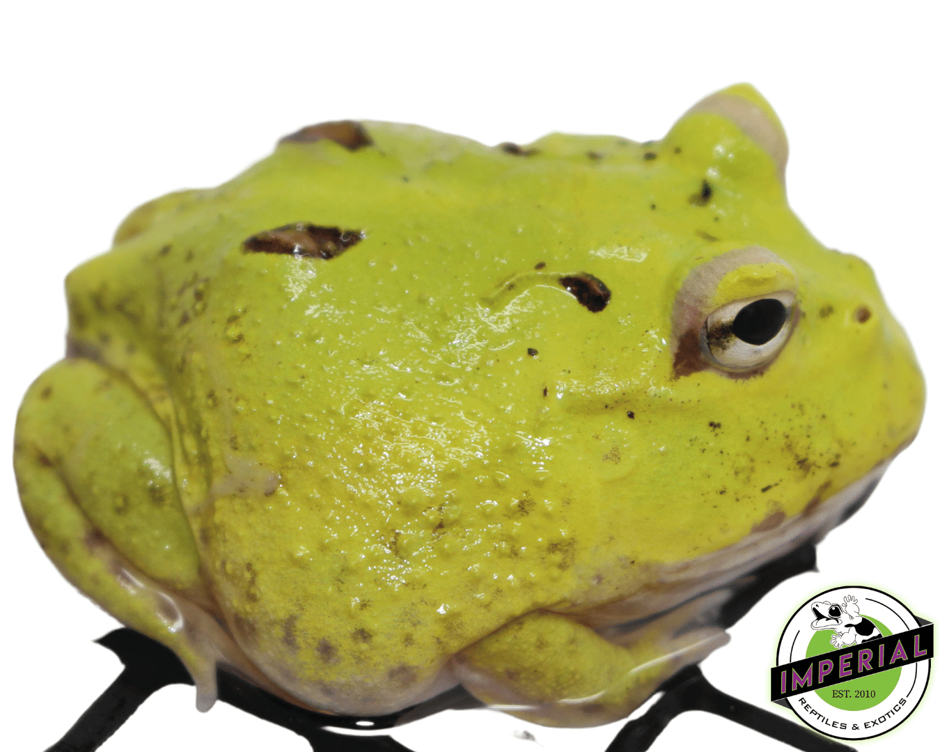 Patternless Green Booger PacMan Frog