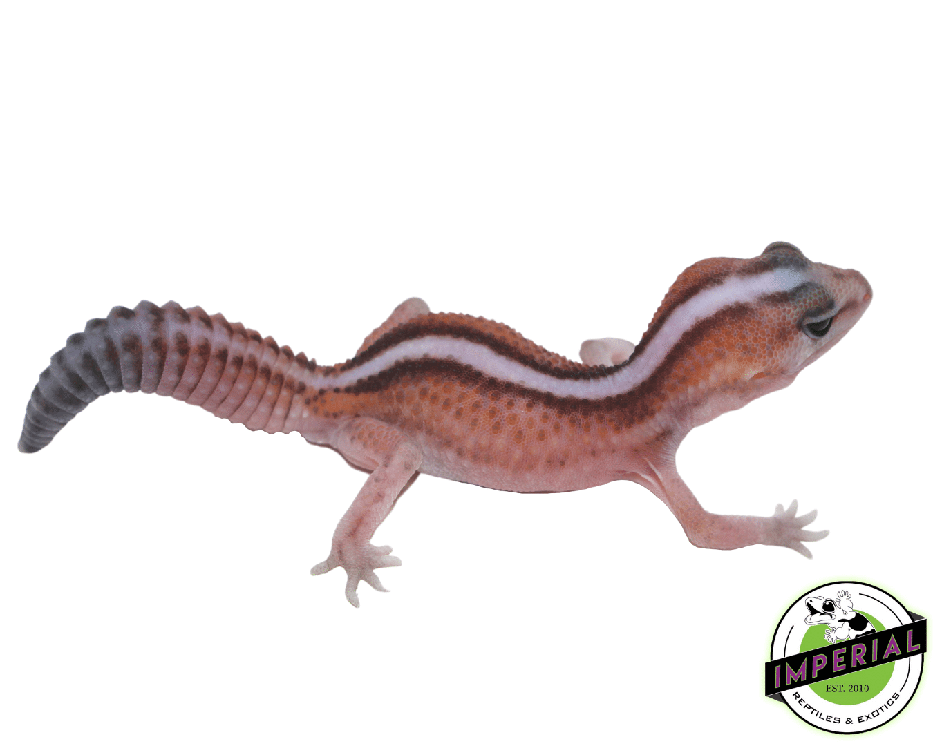 Patternless Stripe African Fat Tail Gecko Baby
