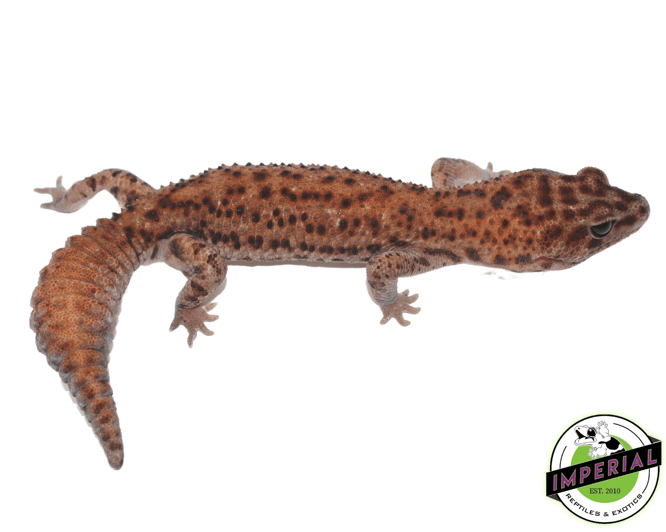 Patternless Whiteout African Fat Tail Gecko Adult — image 2