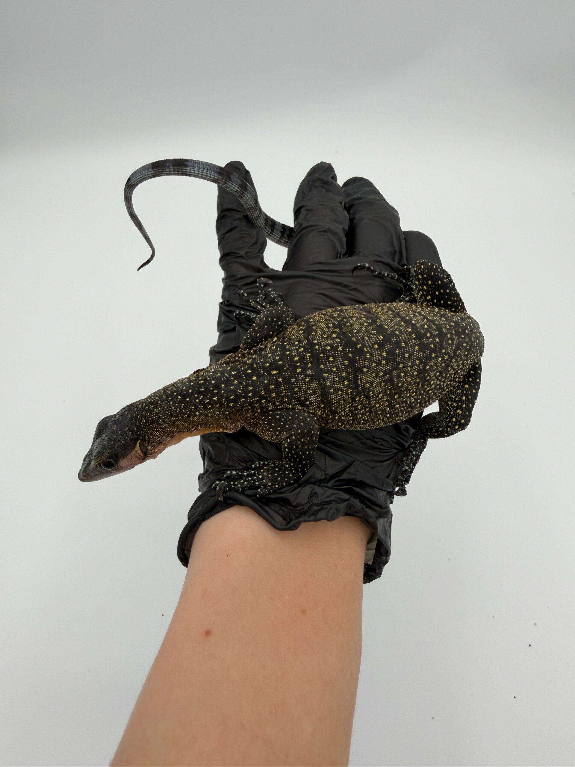 Peach Throat Monitor Baby — image 2