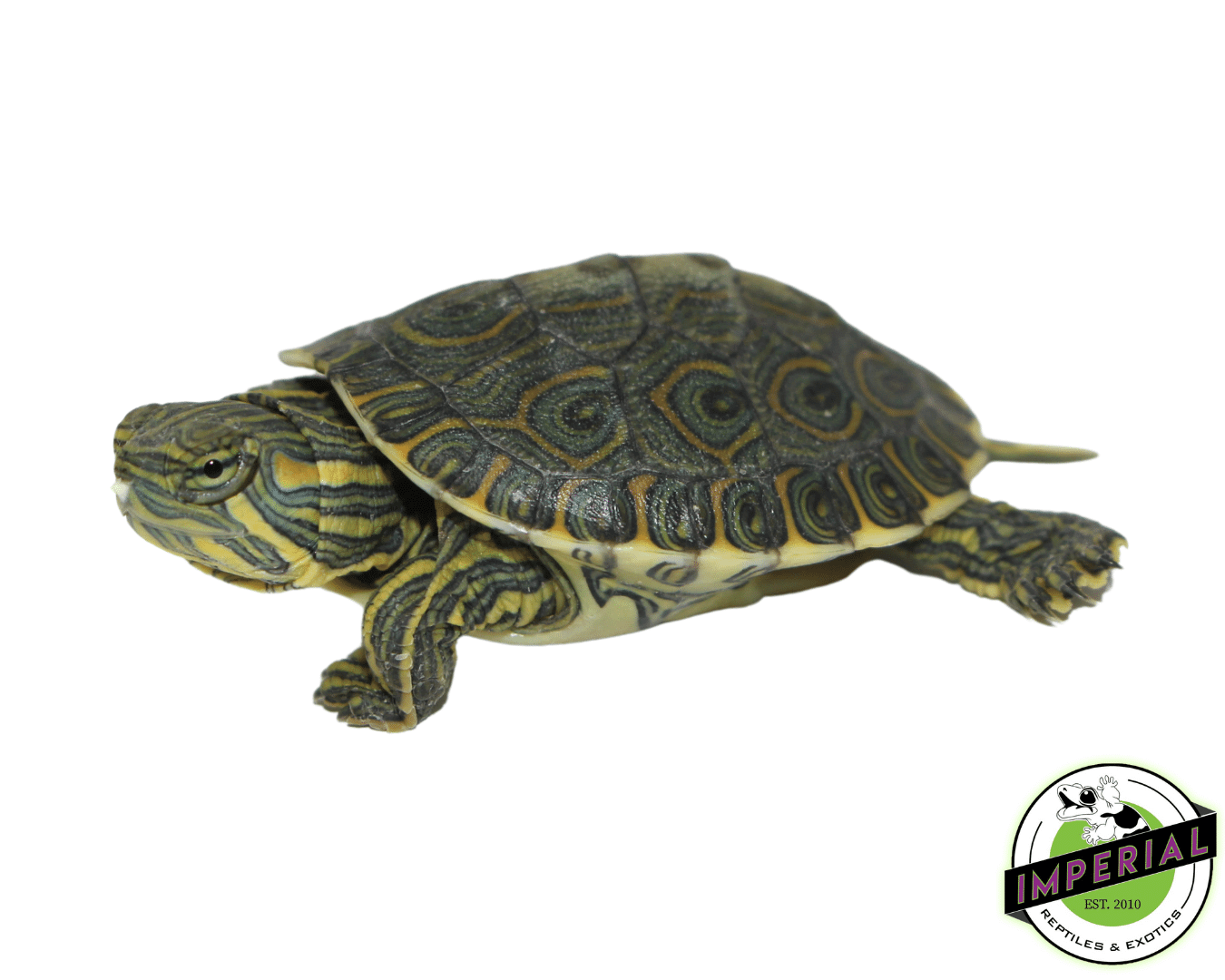 Peacock Slider Turtle Baby