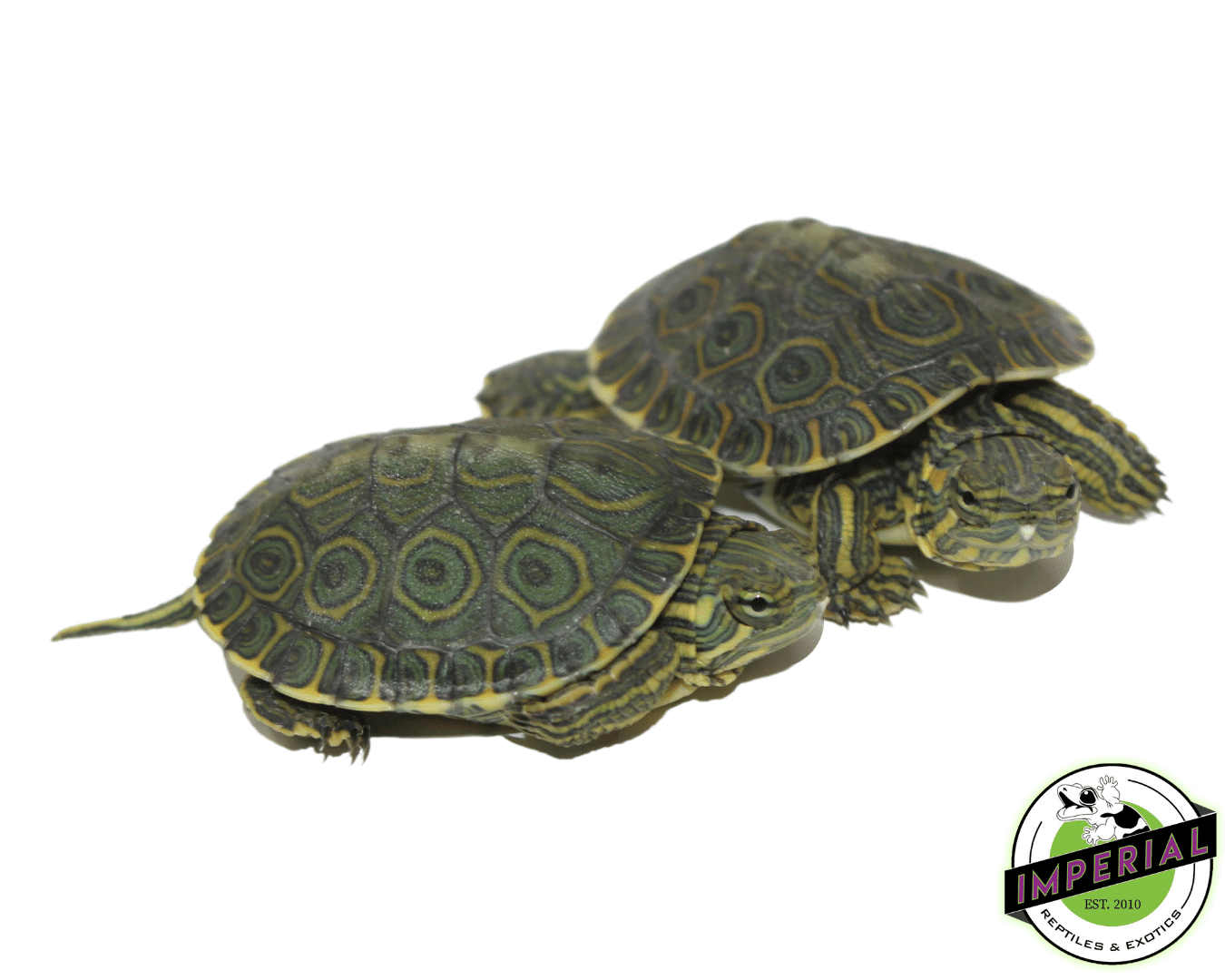 Peacock Slider Turtle Baby — image 2