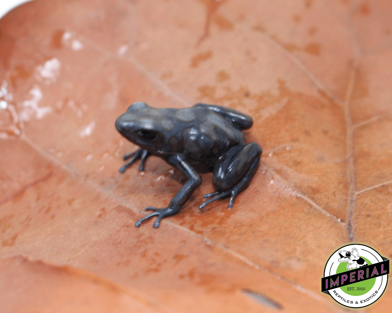 'Peña Blanca' Poison Dart Frog Dendrobates auratus — image 2