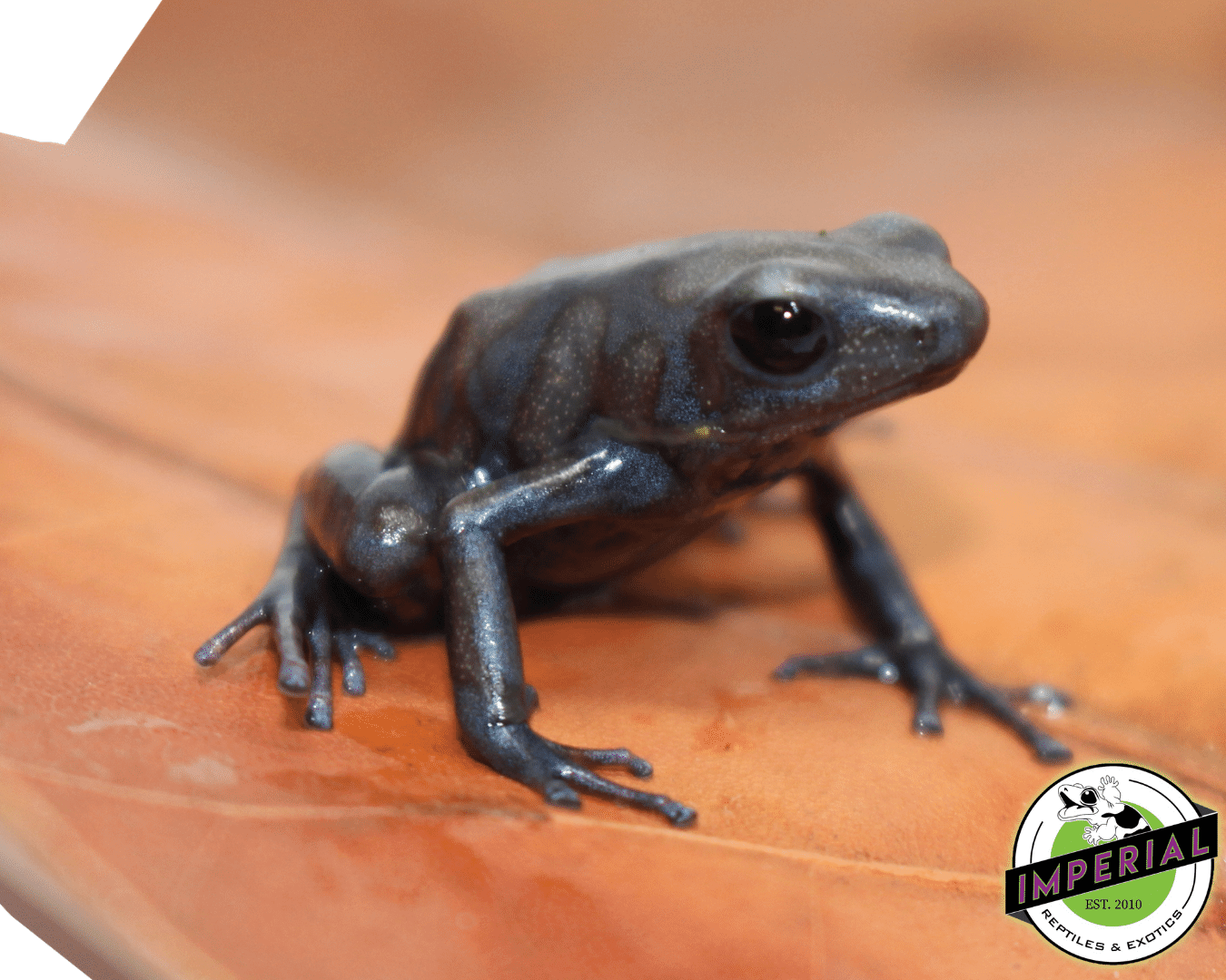 'Peña Blanca' Poison Dart Frog Dendrobates auratus — image 3