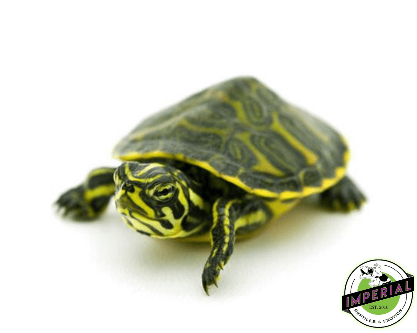 Peninsula Cooter Turtle Baby
