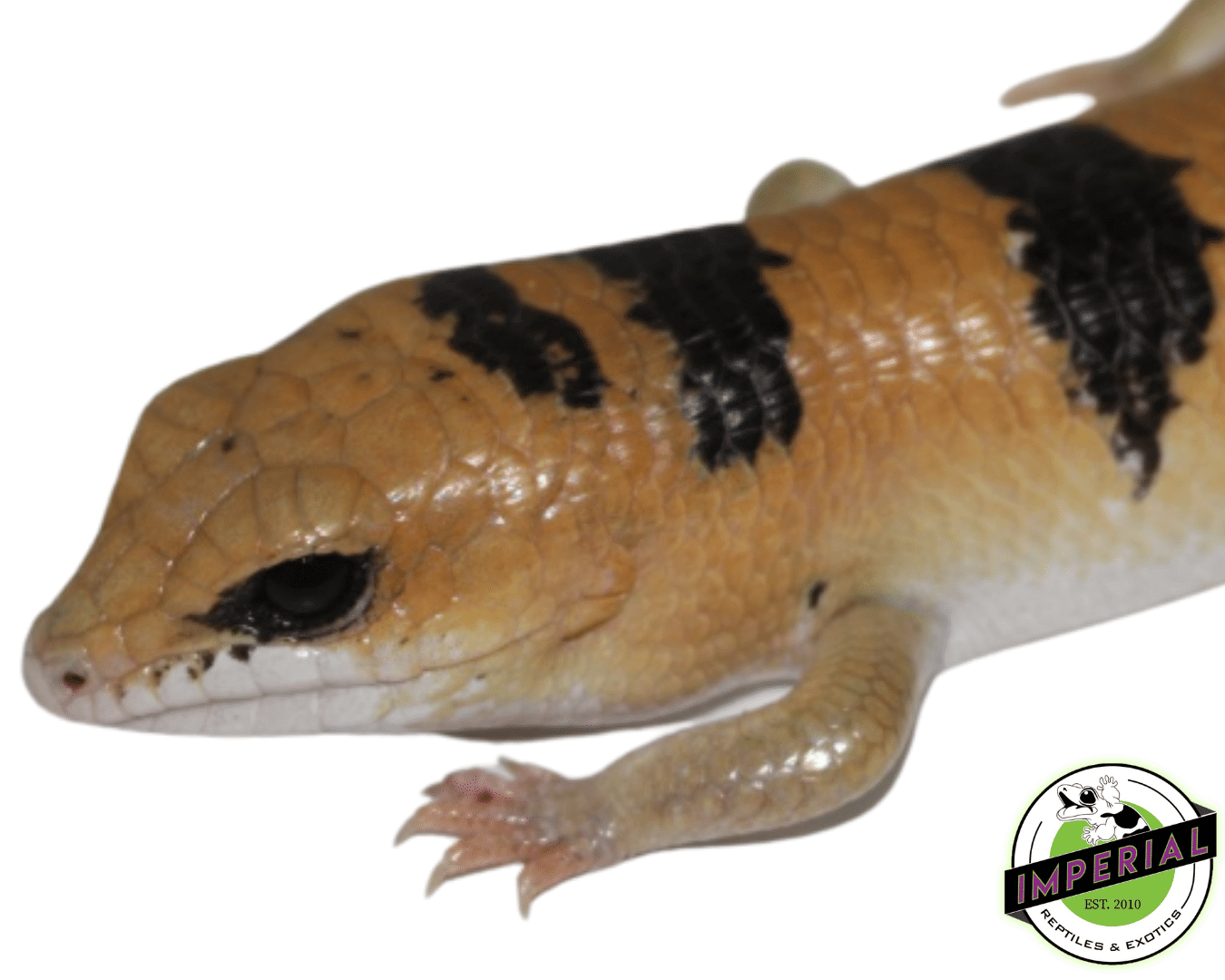 Peter's Banded Skink — image 2