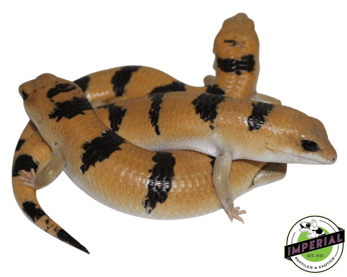 Peter's Banded Skink