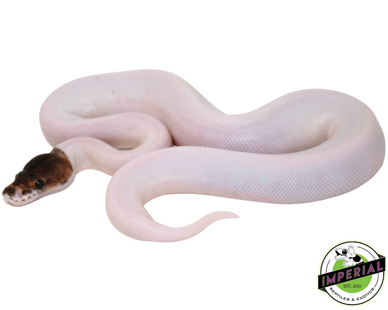 Pewter Pied Ball Python Baby — image 2