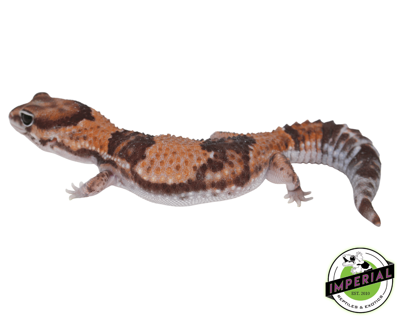 Ph Amel Patternless African Fat Tail Gecko — image 2