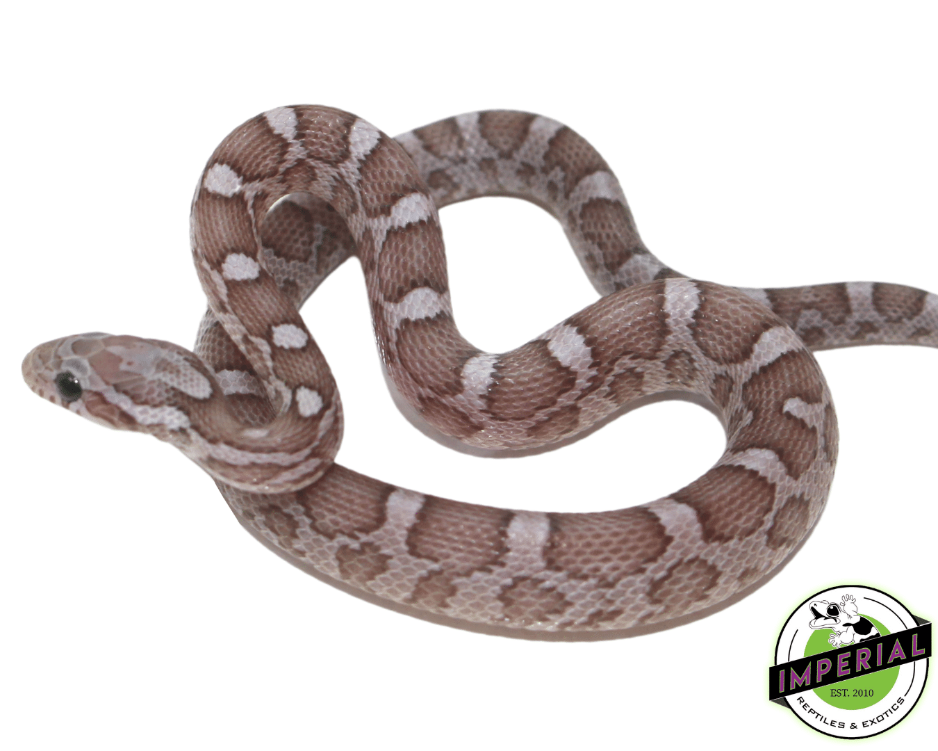 Phantom Corn Snake Female — image 2