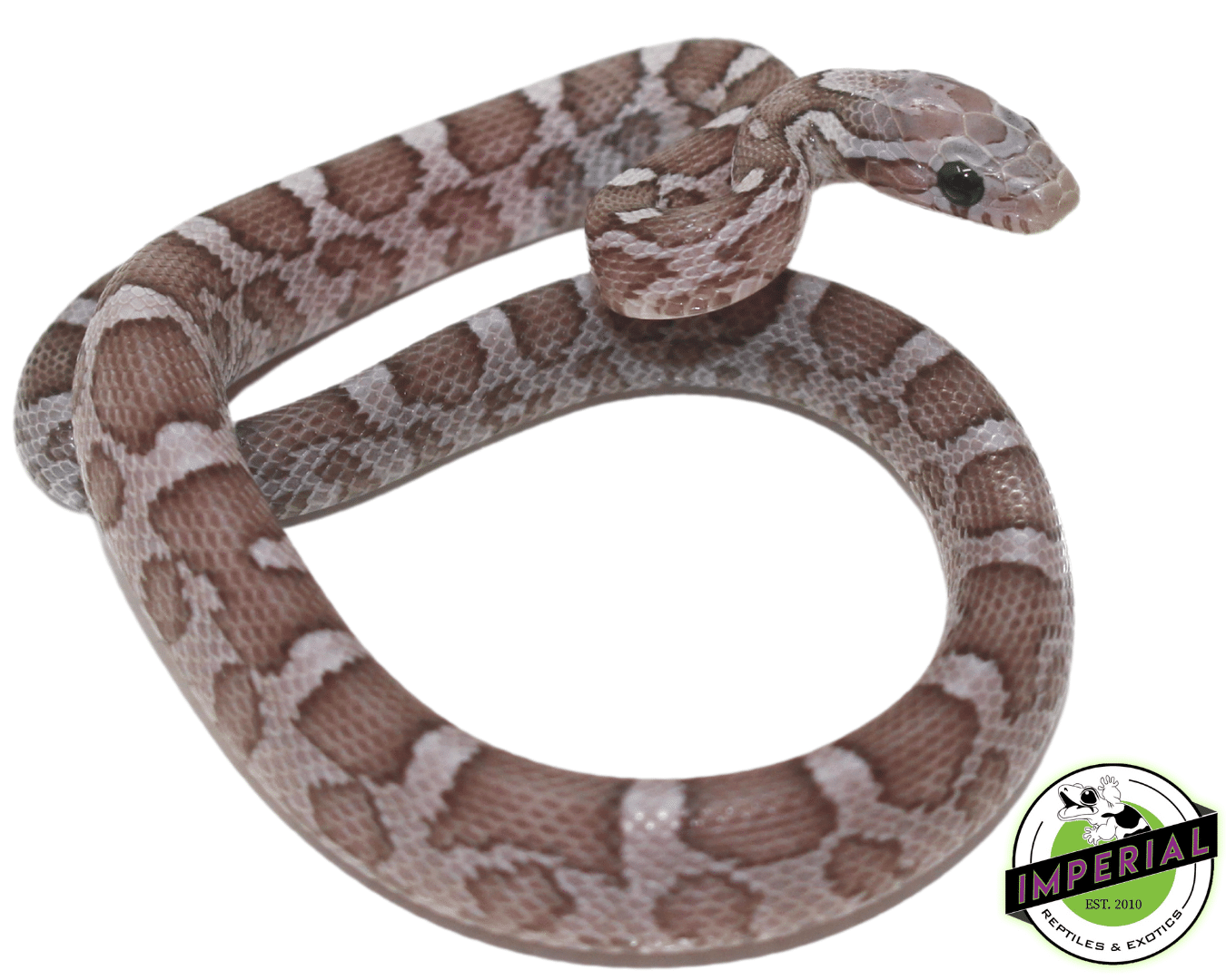 Phantom Corn Snake Female