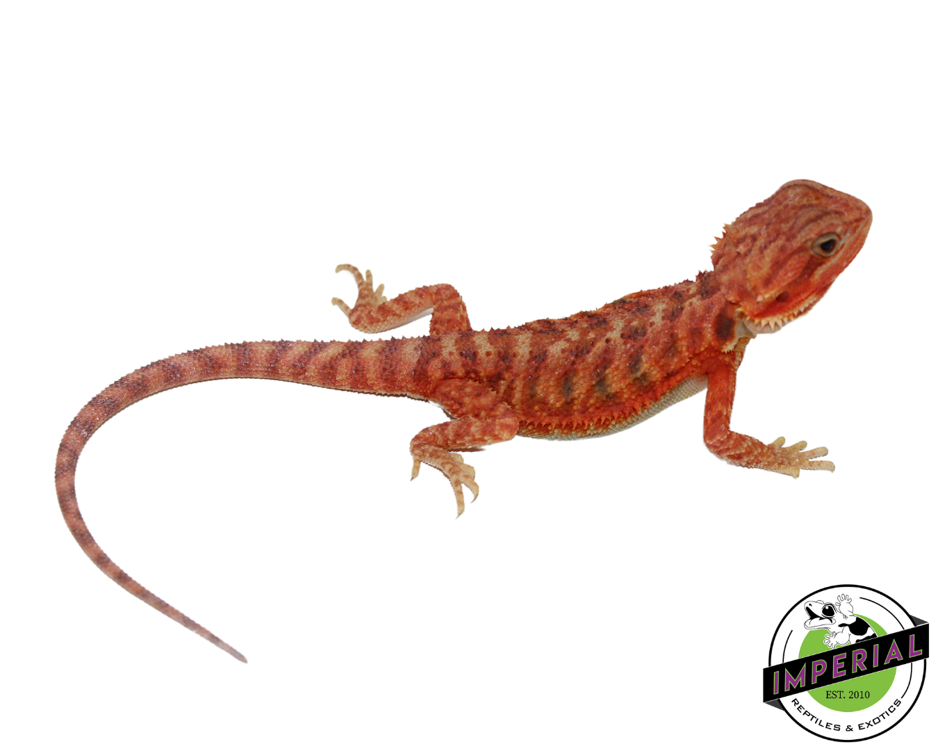 "Phoenix" Hypo Translucent Bearded Dragon Female (#111224-04)