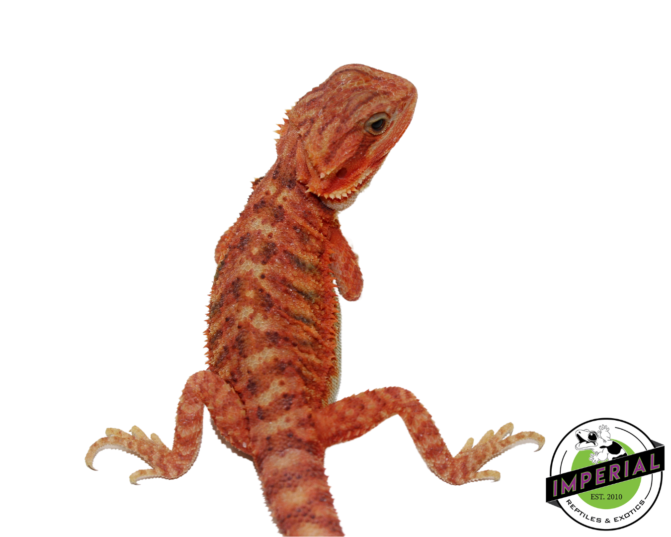 "Phoenix" Hypo Translucent Bearded Dragon Female (#111224-04) — image 2