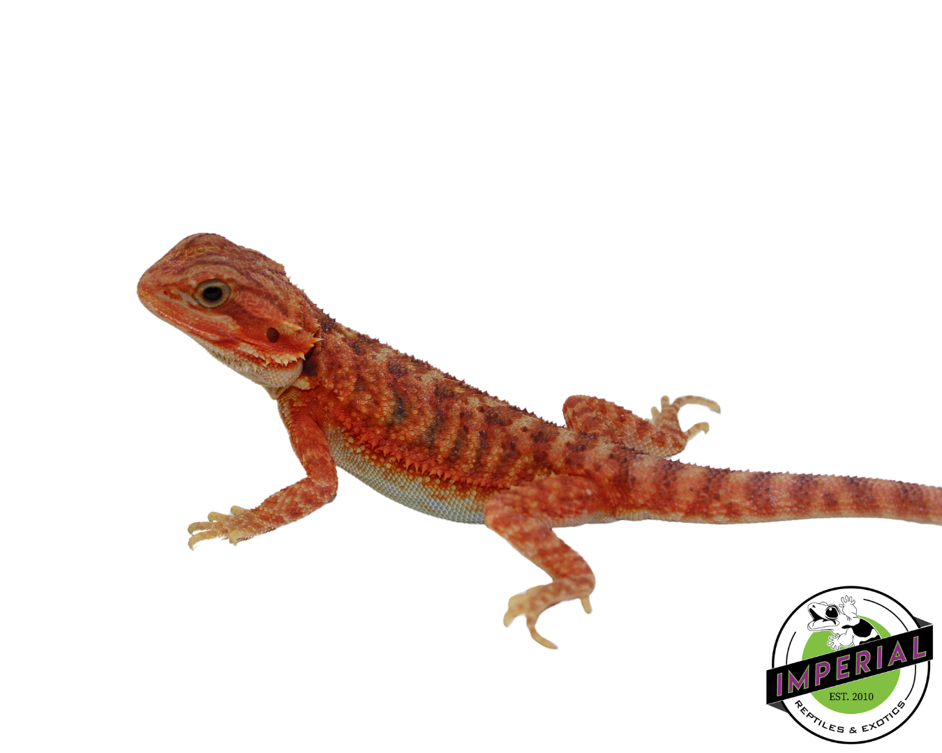 "Phoenix" Hypo Translucent Bearded Dragon Female (#111224-04) — image 3