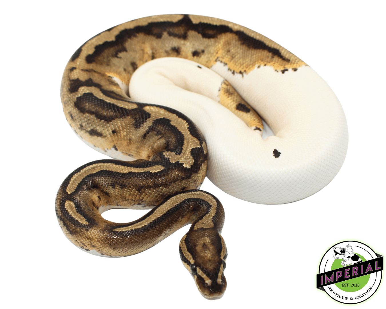Piebald Ball Python Young Sub Adult Female — image 2