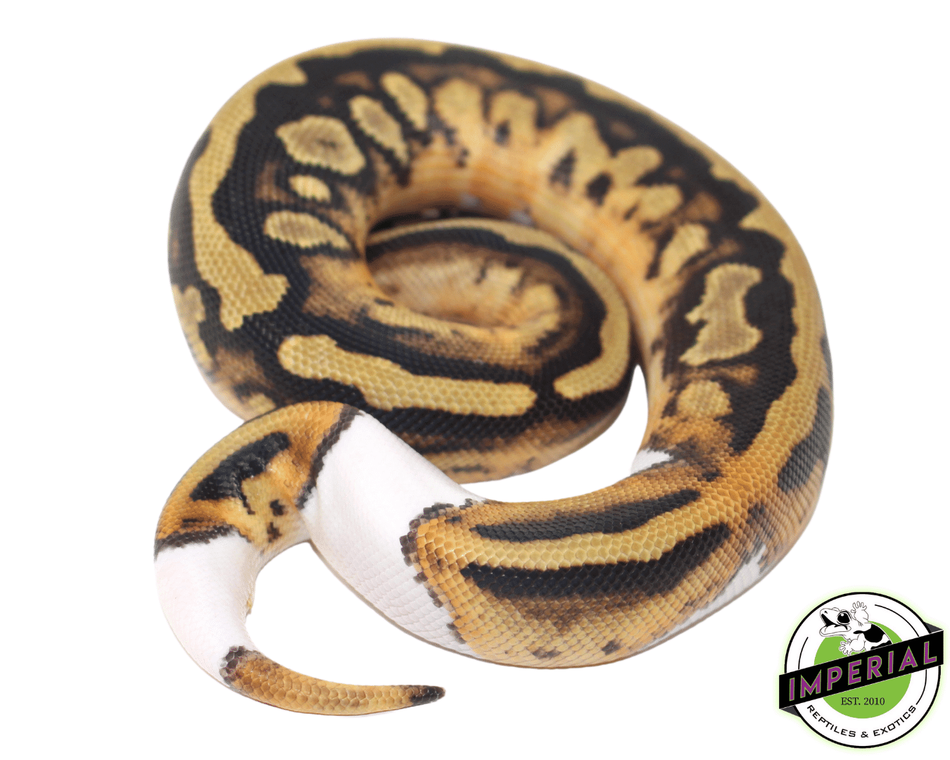 Pied Ball Python (High-Pattern) — image 2