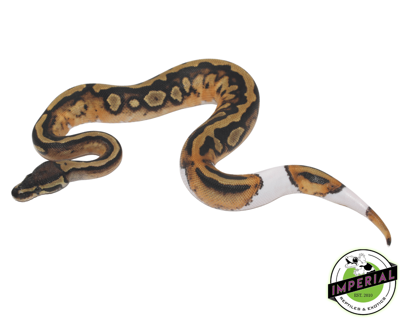 Pied Ball Python (High-Pattern) — image 3