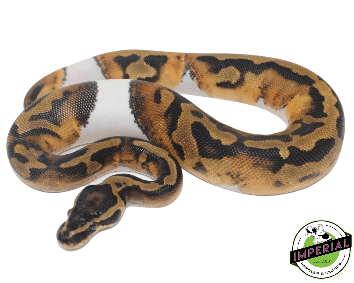 Pied Ball Python (High-Pattern)