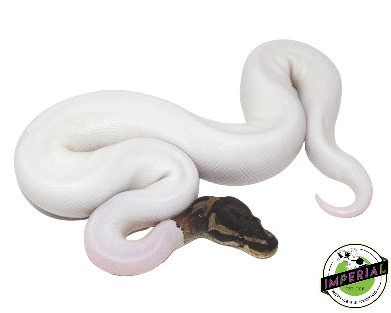 Pied Ball Python (High White) — image 2