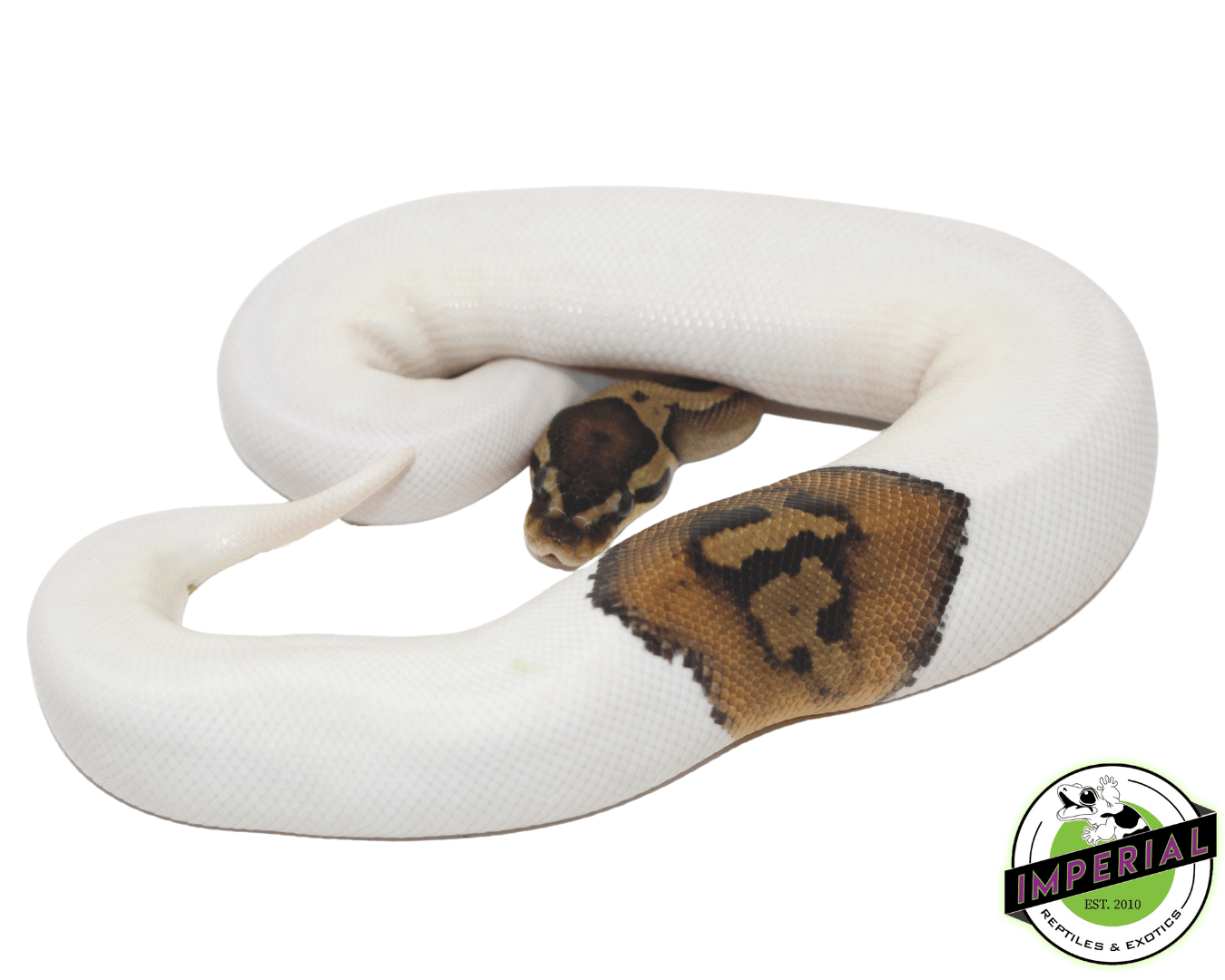 Pied Ball Python (High White) — image 3