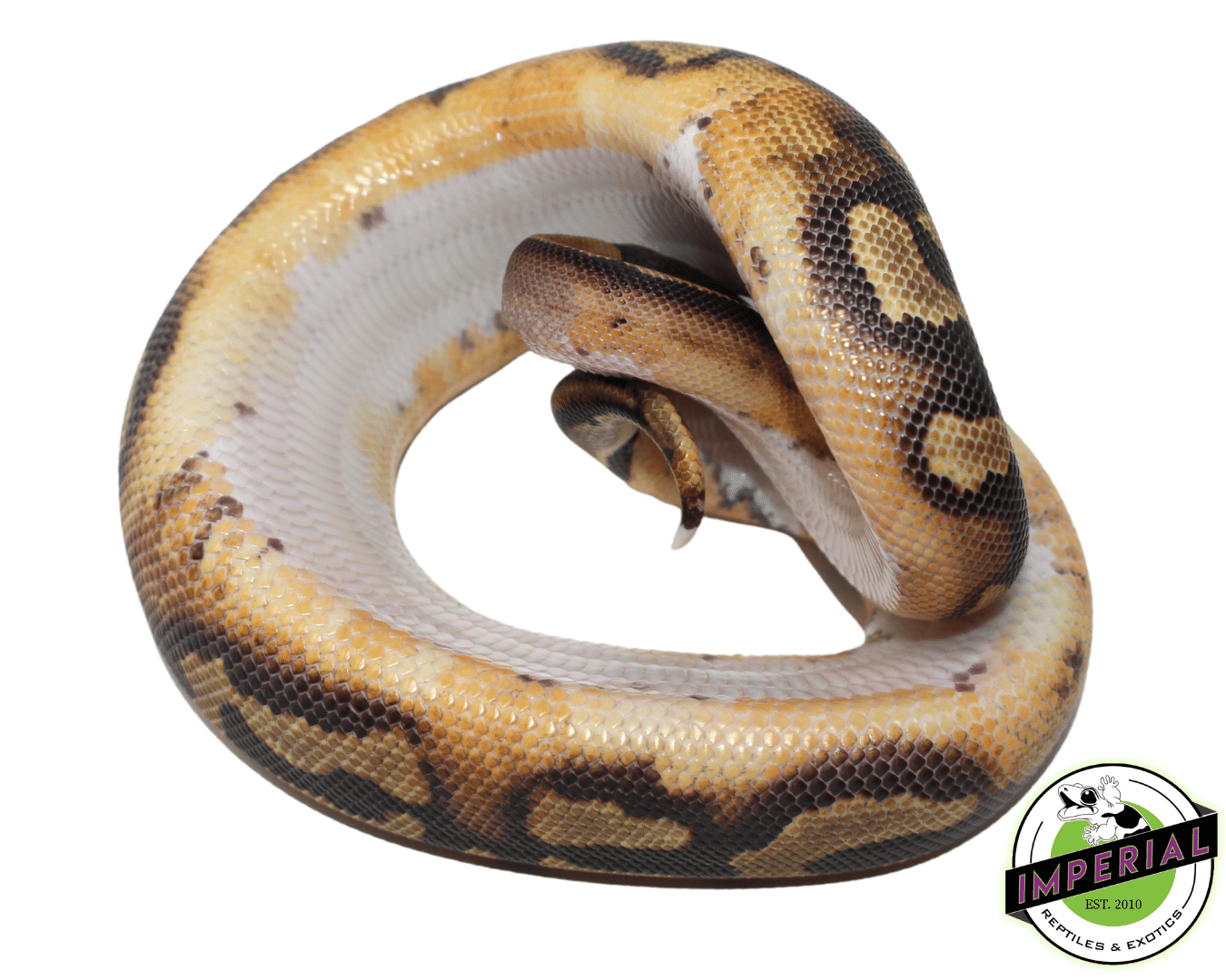 Pied (Full Pattern) Ball Python Baby — image 2