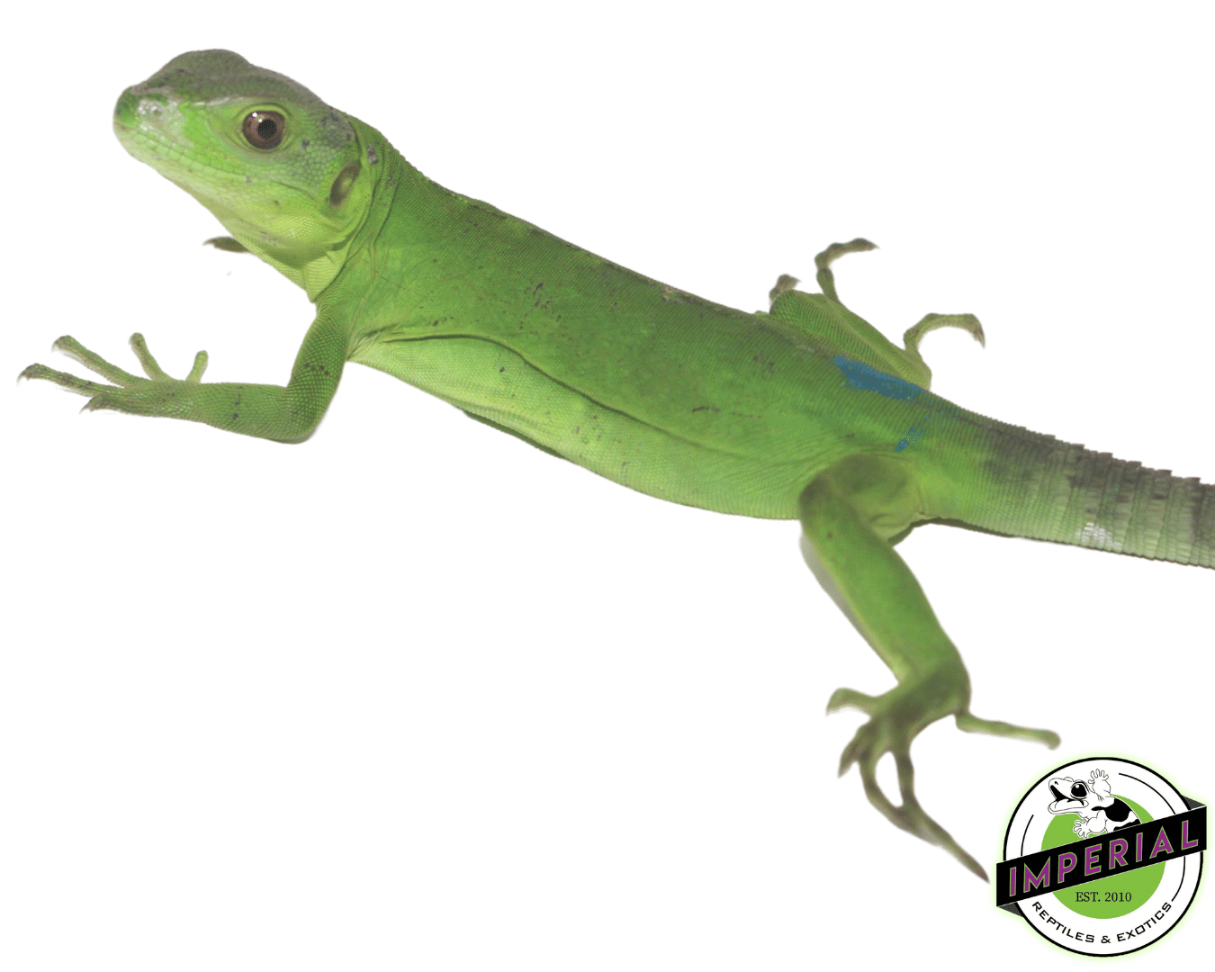 Pied Pectinata Iguana Baby — image 2