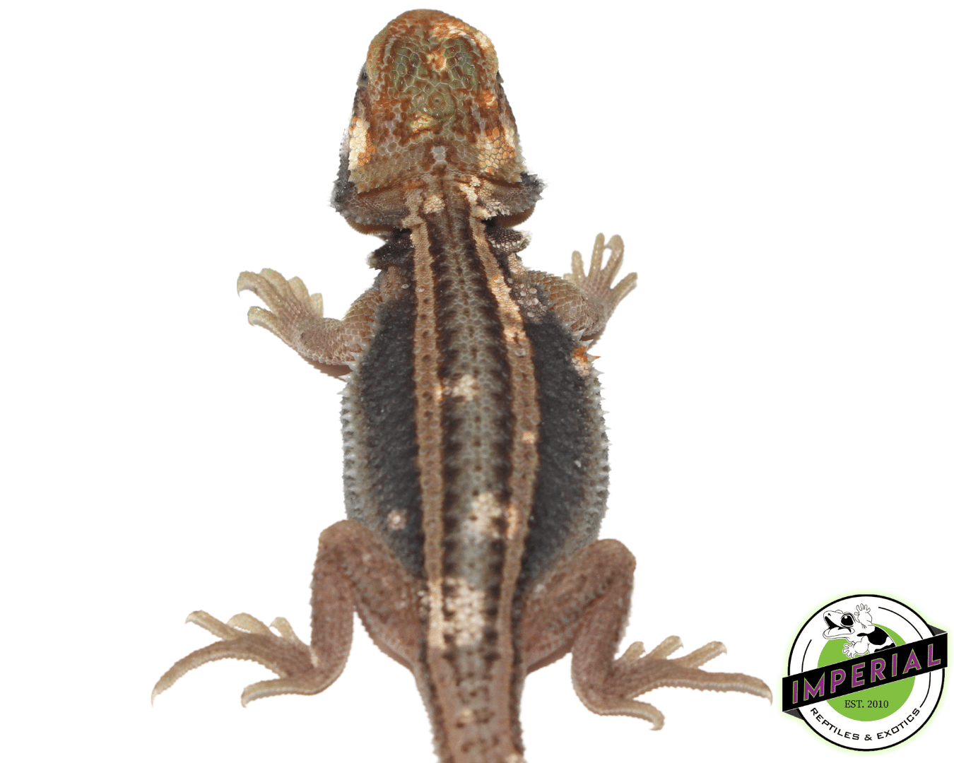 Pied Trans Genetic Stripe Bearded Dragon Baby — image 2