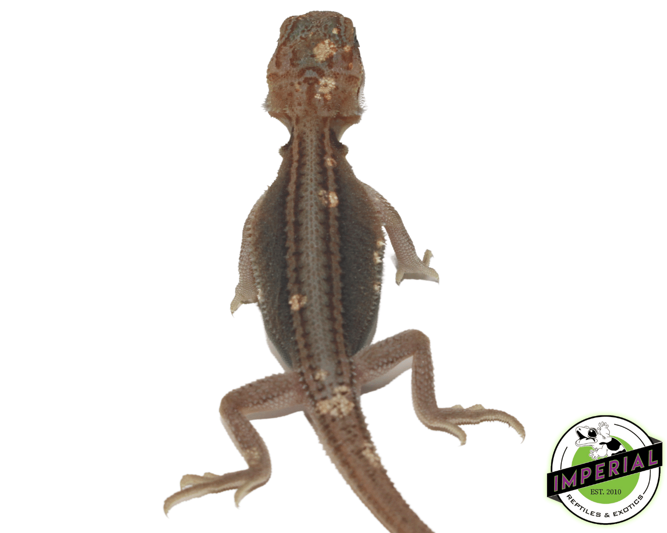 Pied Trans Genetic Stripe Bearded Dragon Baby — image 3
