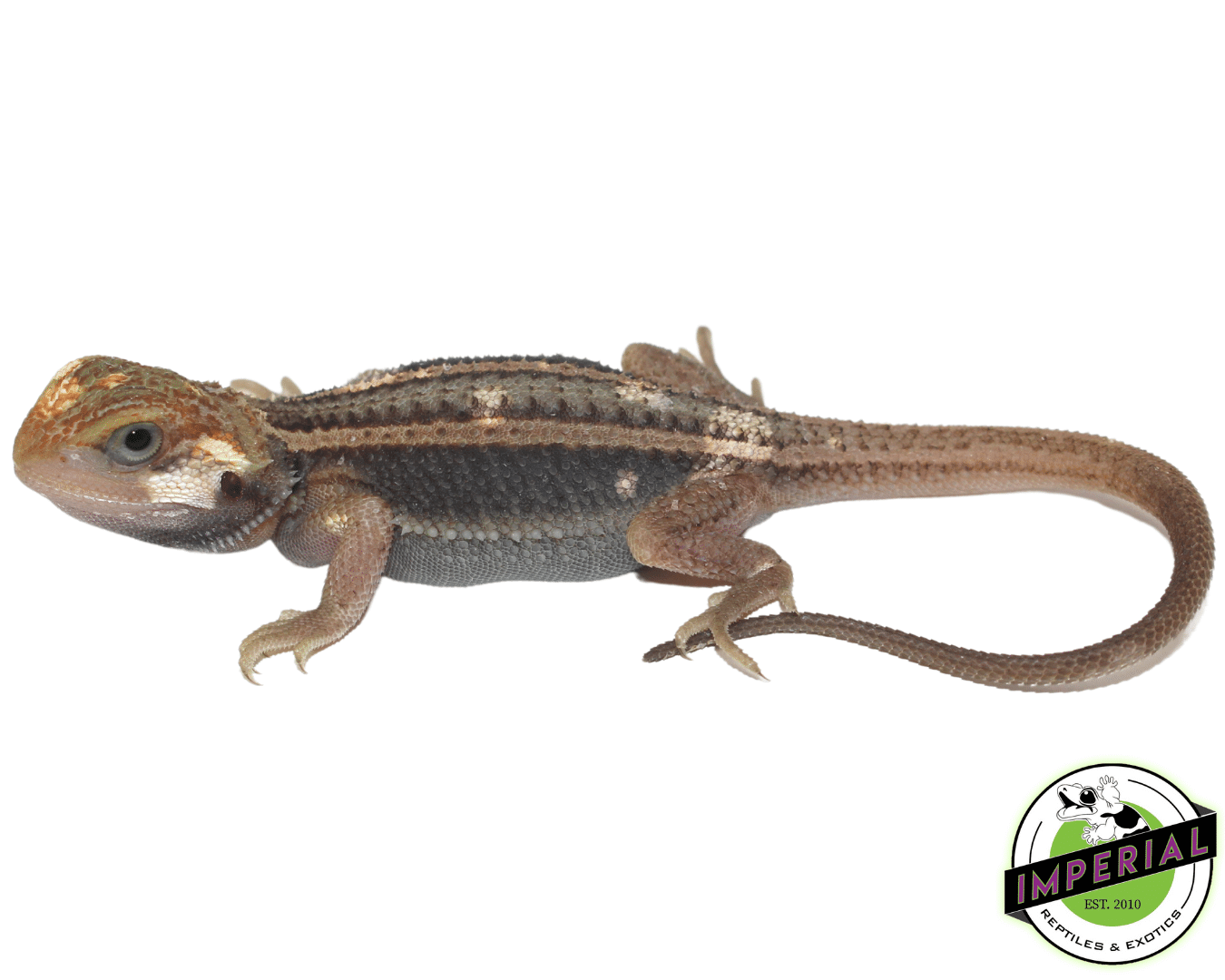 Pied Trans Genetic Stripe Bearded Dragon Baby