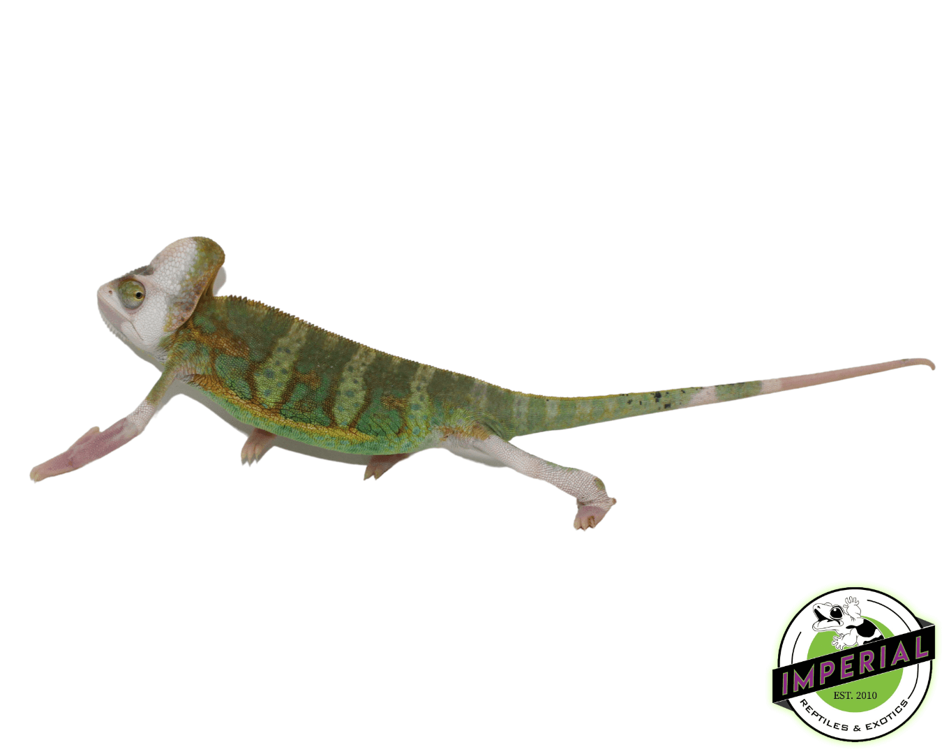 Pied Veiled Chameleon Sub-Adult — image 2