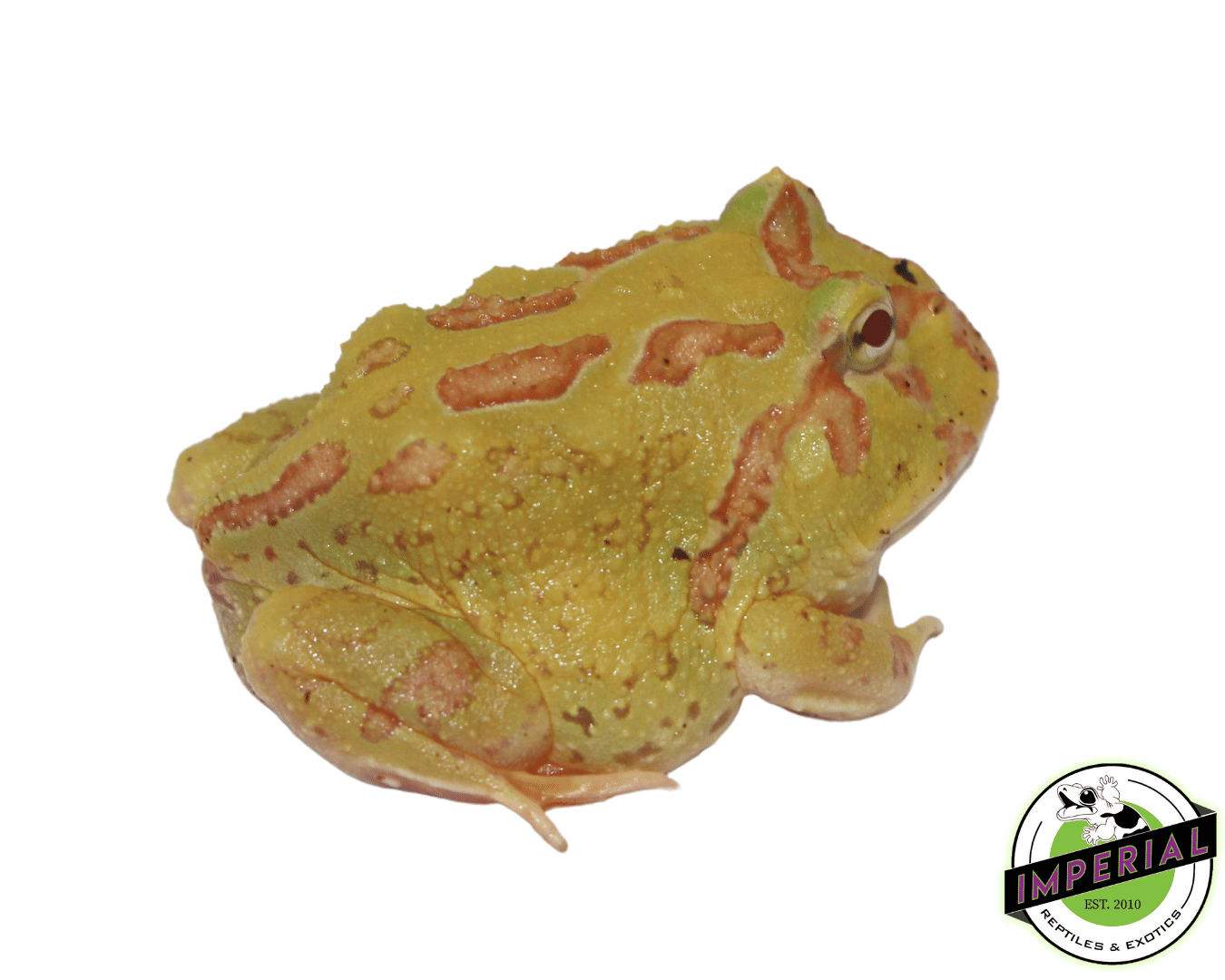 Pikachu Pacman Frog Baby