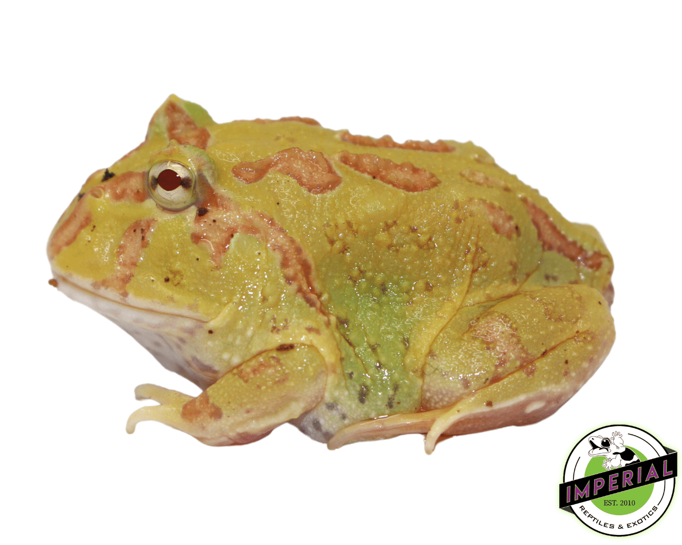 Pikachu Pacman Frog Baby — image 2