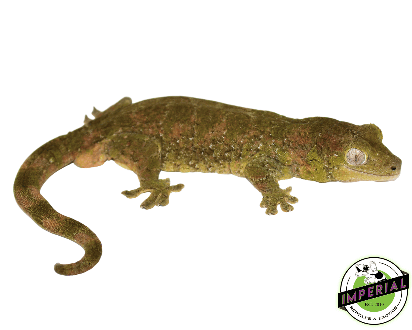 Pine Island Chahoua Gecko