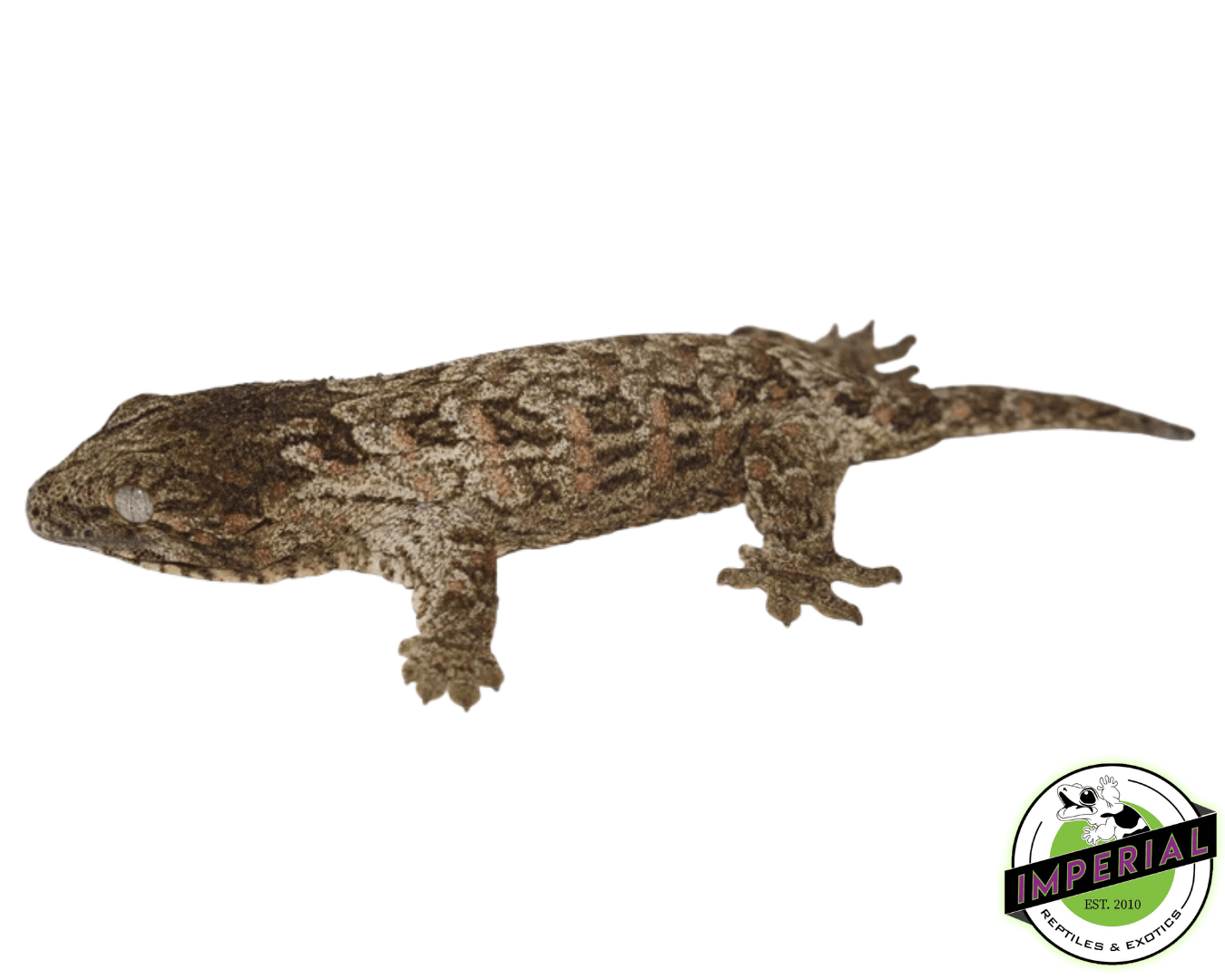 Pine Island X Leachianus Gecko Baby