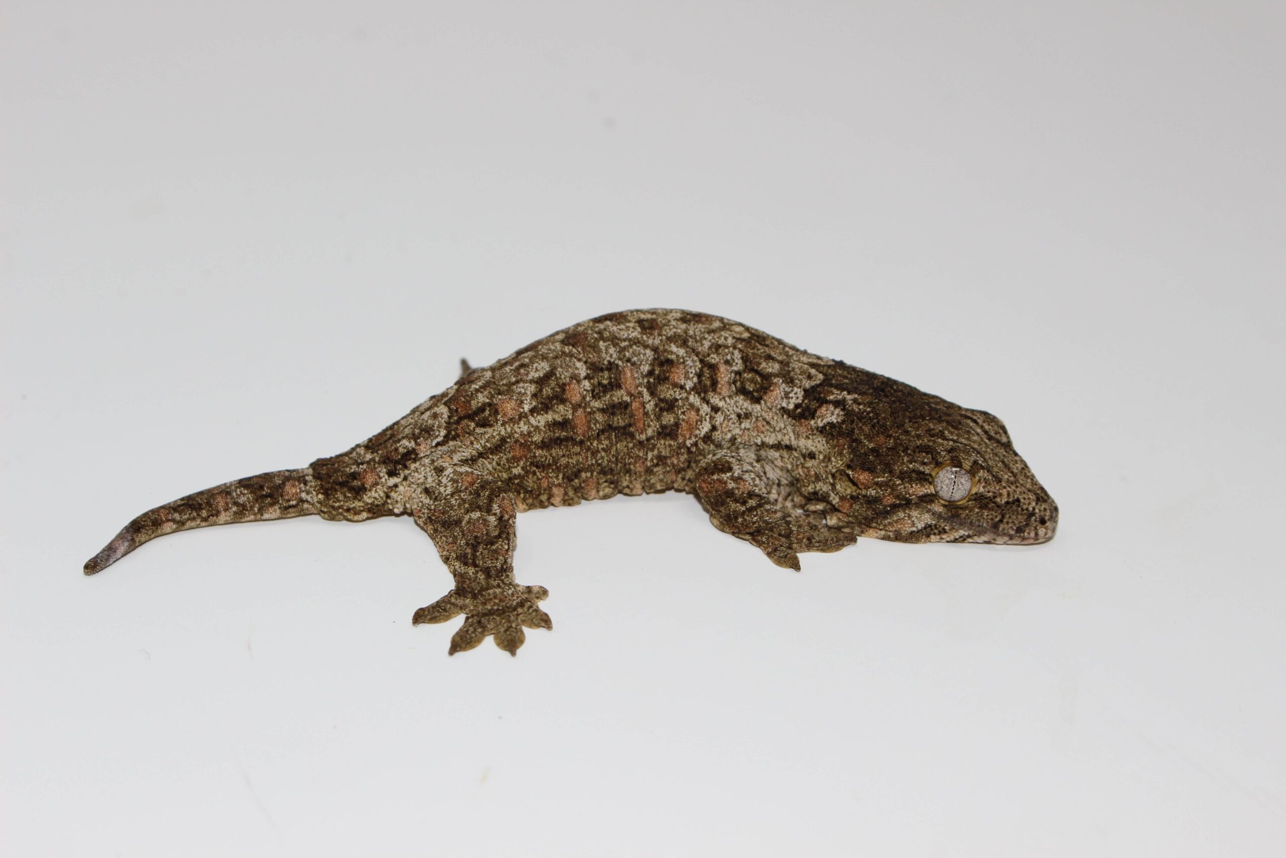 Pine Island X Leachianus Gecko Baby — image 2