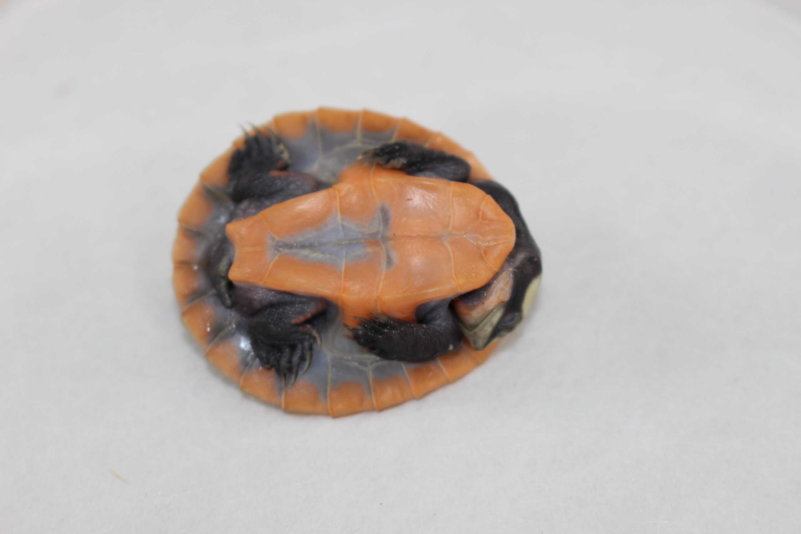 Pink Belly Side Neck Turtle Baby — image 2