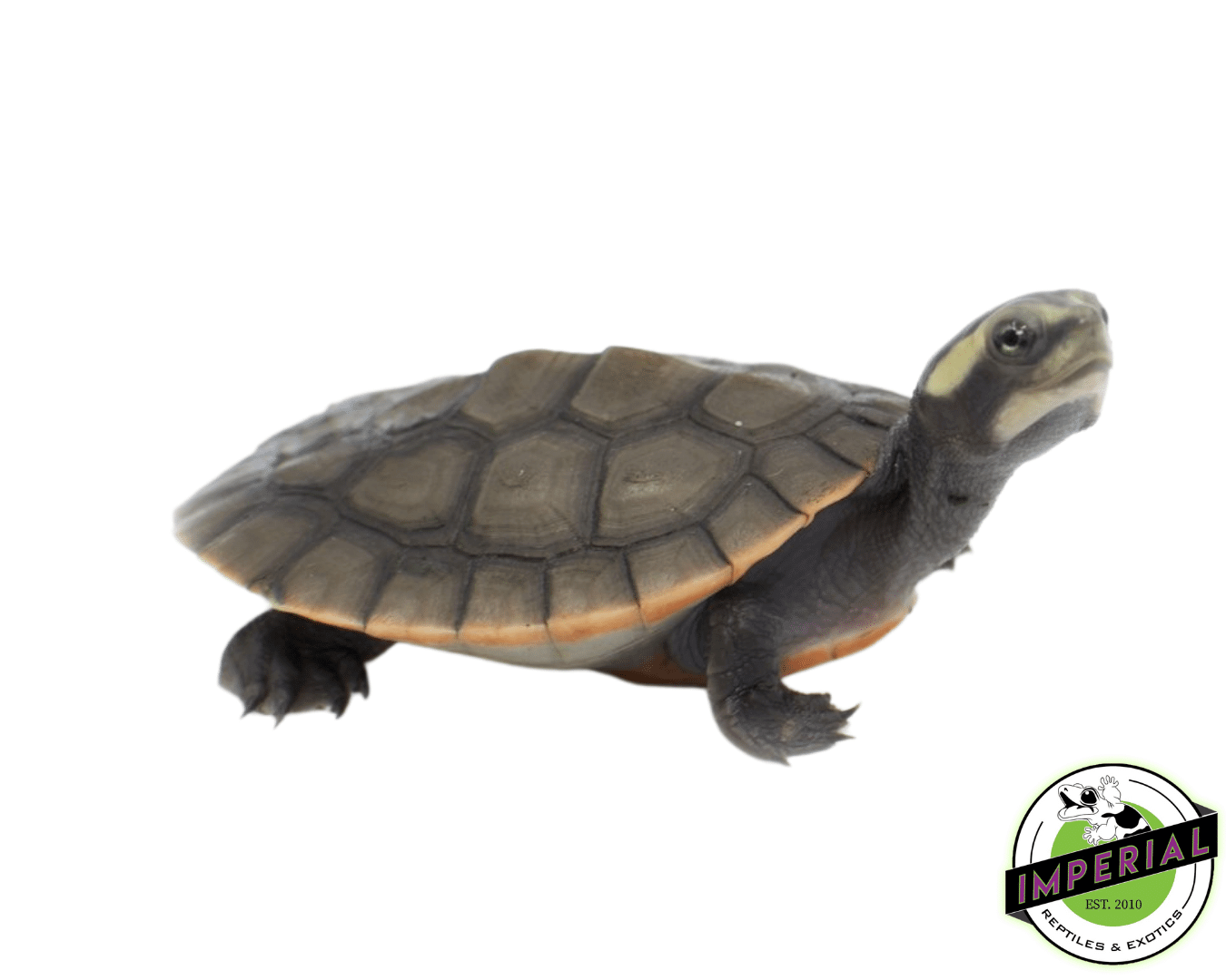 Pink Belly Side Neck Turtle Baby