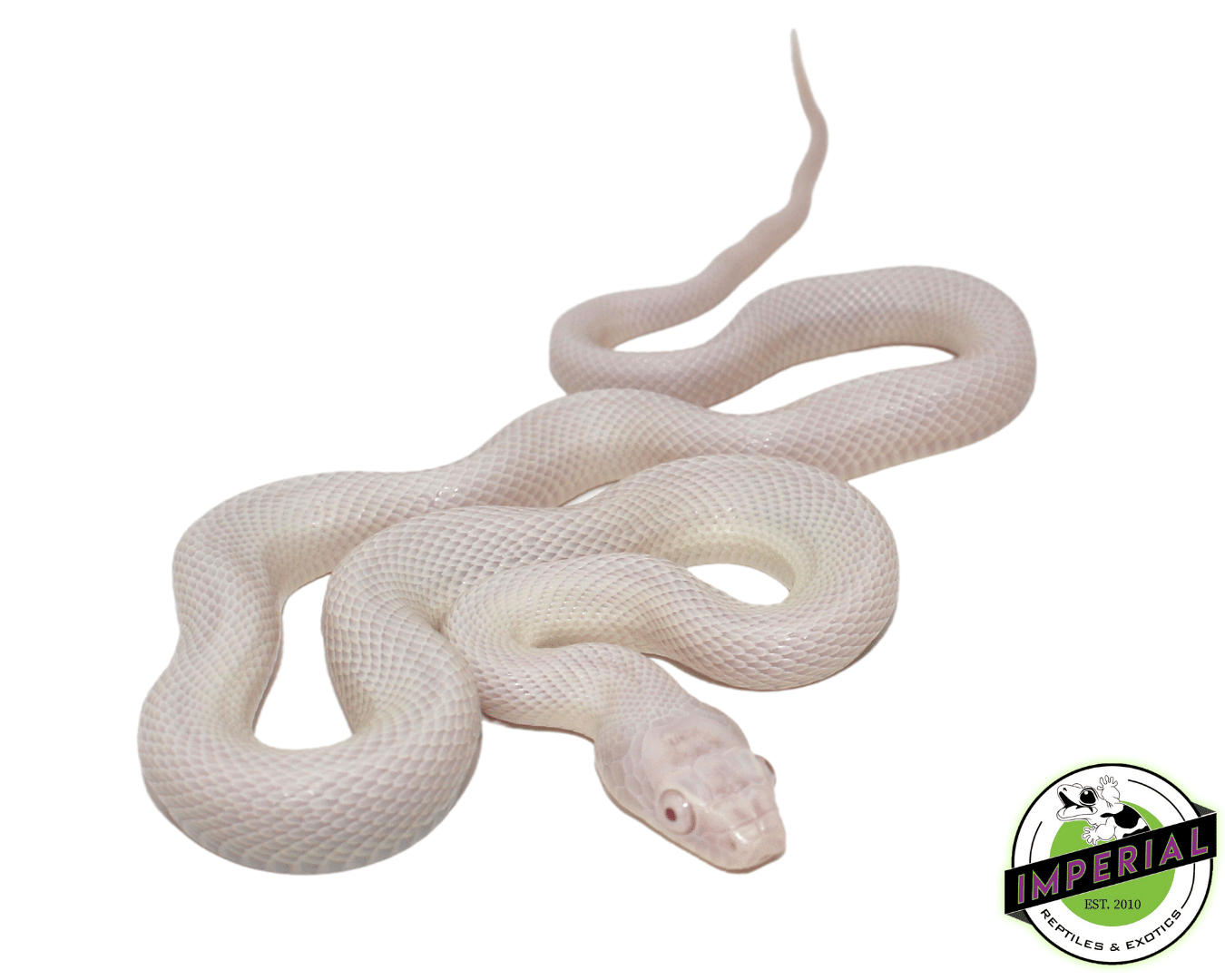 Pink Eye Leucistic Texas Rat Snake — image 2