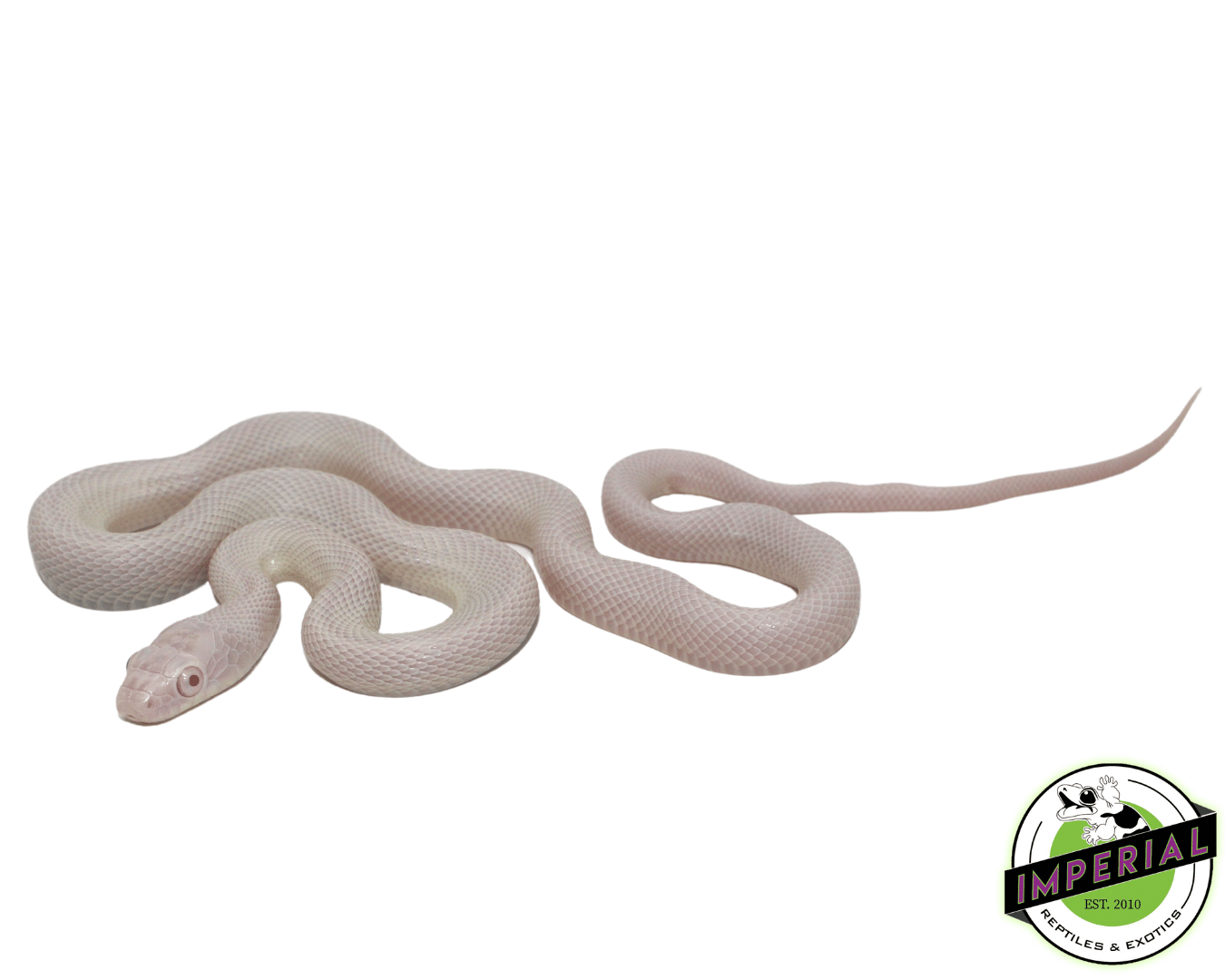 Pink Eye Leucistic Texas Rat Snake