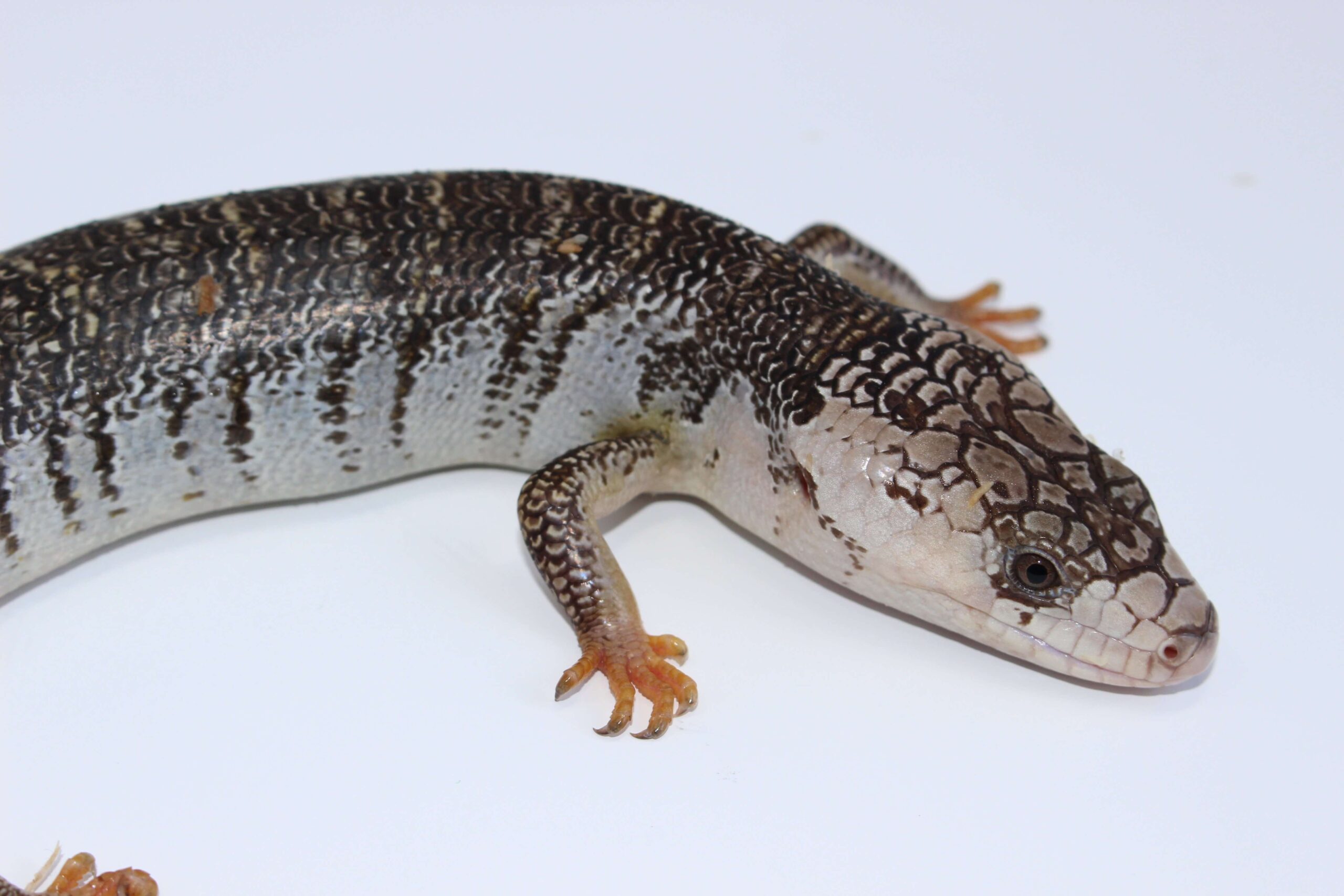 Pink Tongue Skink Adult — image 2